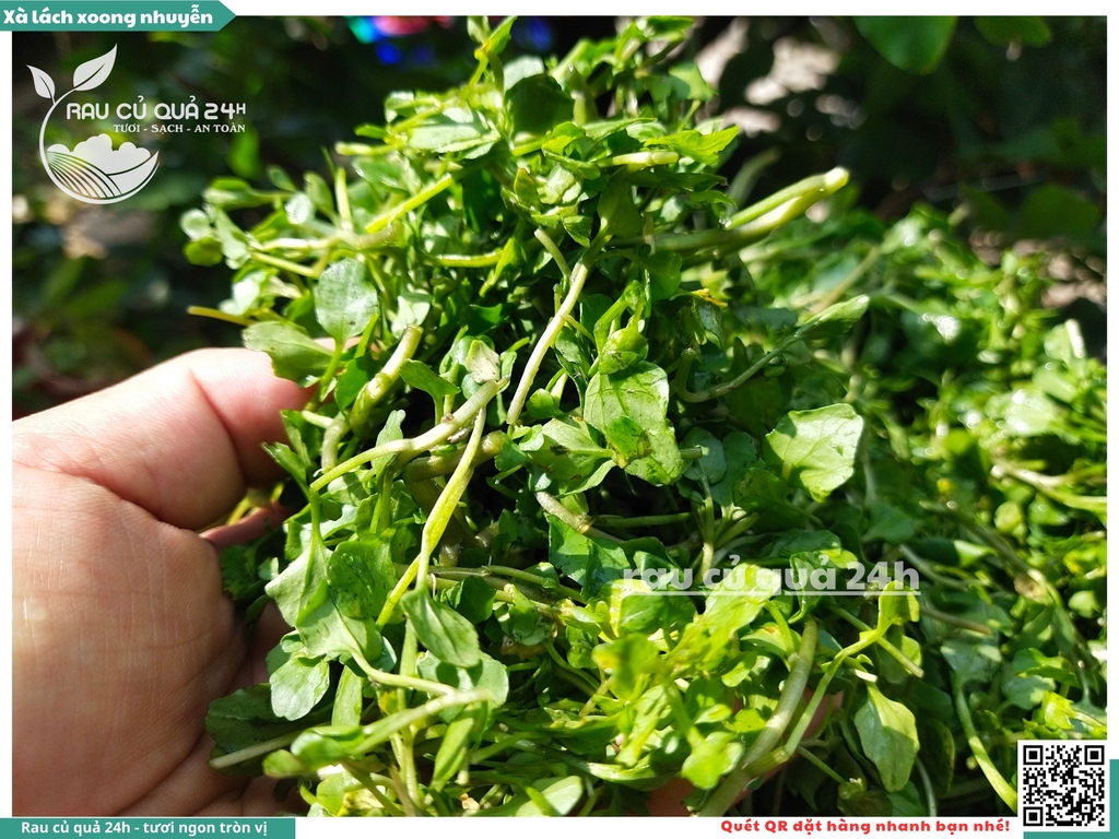 Rau xà lách xoong nhỏ (xoong nhuyễn) khoảng 250g