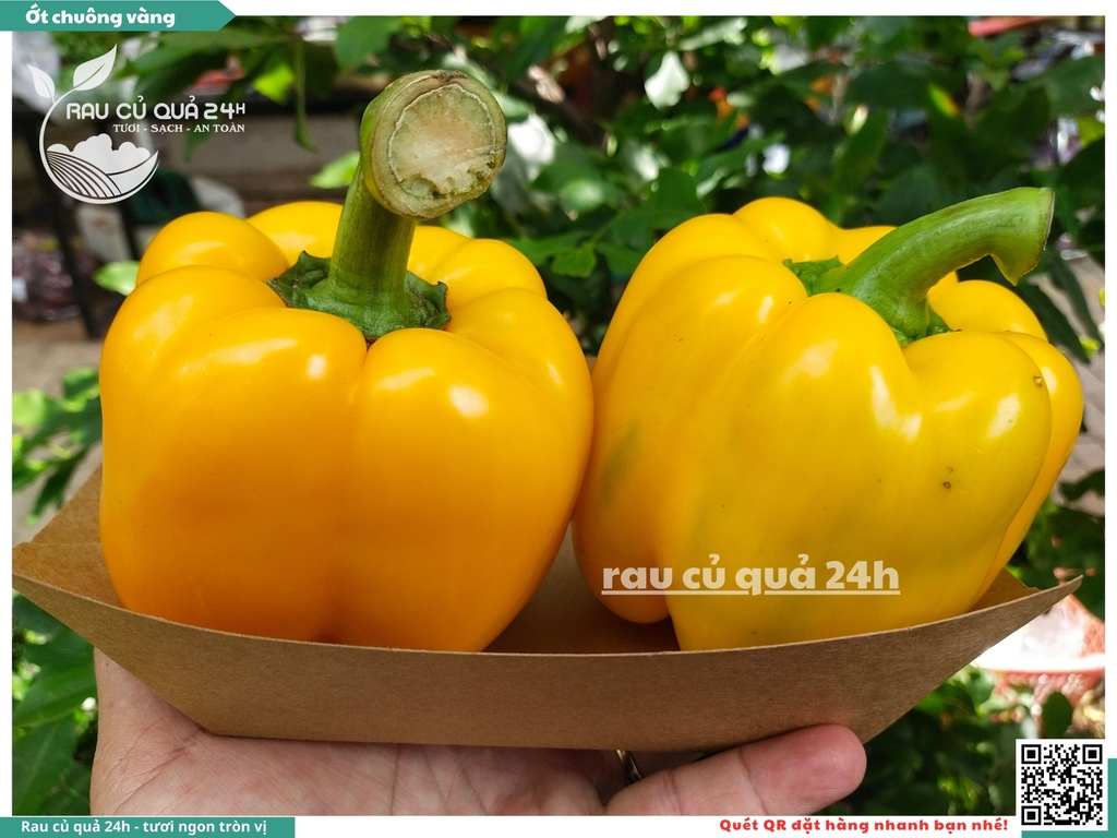 Ớt chuông vàng trái vừa