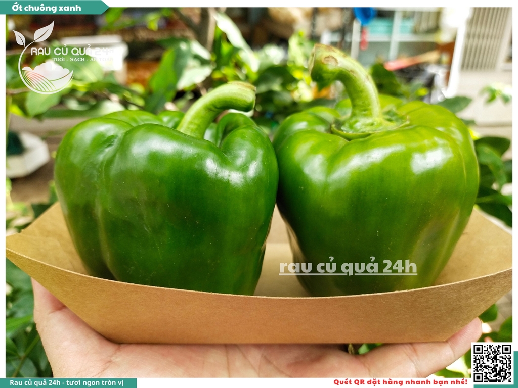 Ớt chuông xanh trái vừa