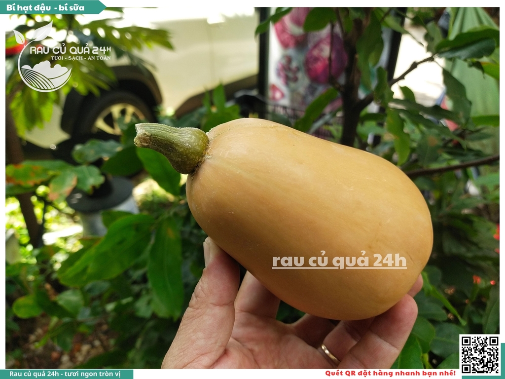 Bí hạt đậu, bí sữa 1 quả khoảng 700g