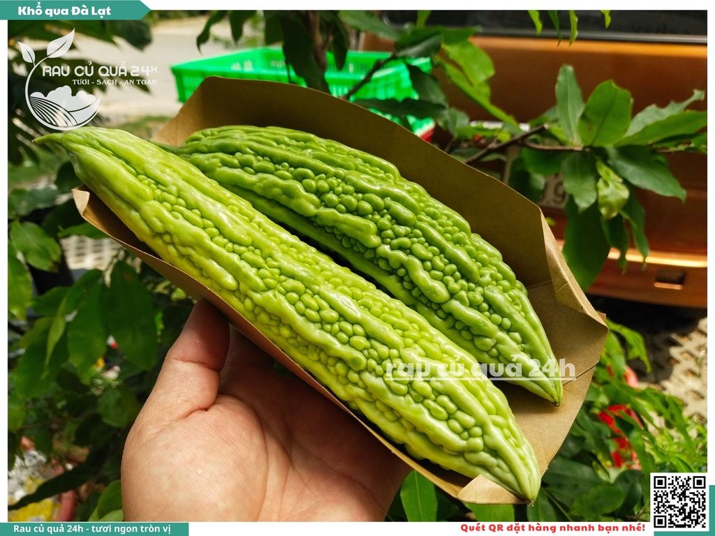 Quả Khổ qua Đà Lạt - 3 quả