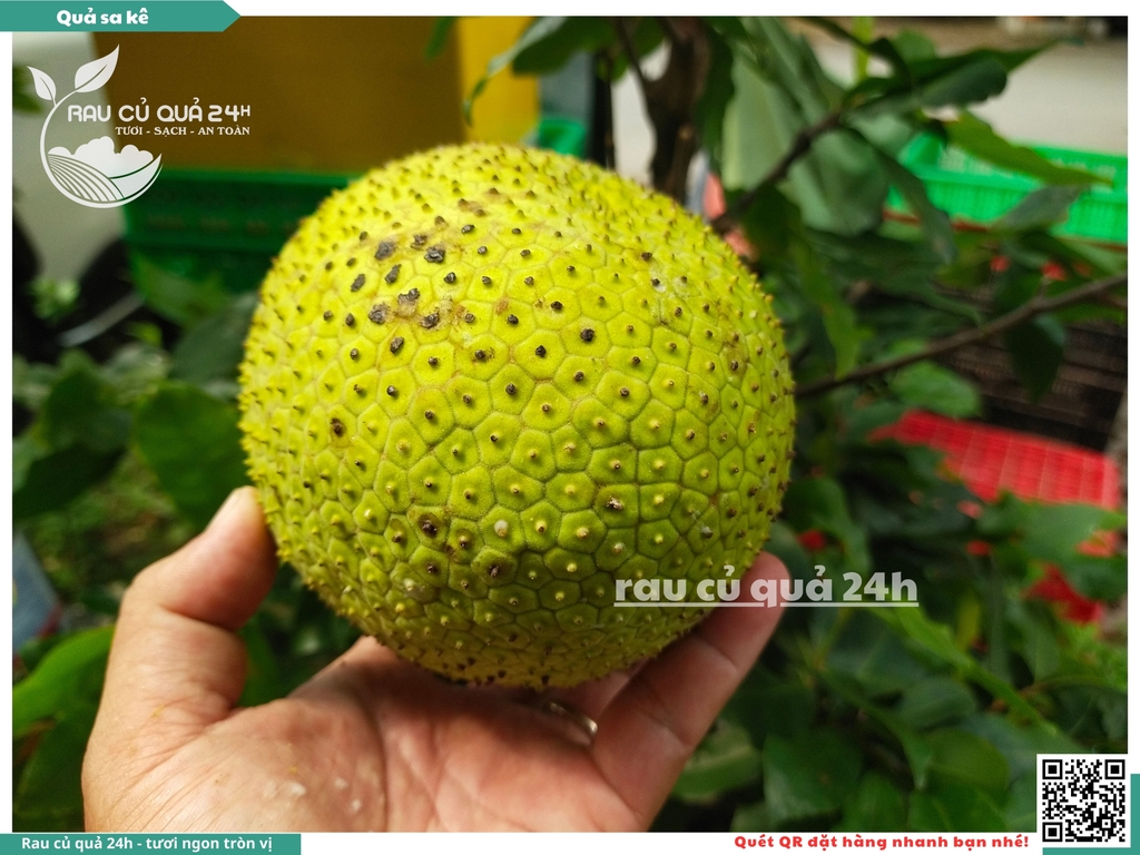 Quả Sa kê - 1 quả