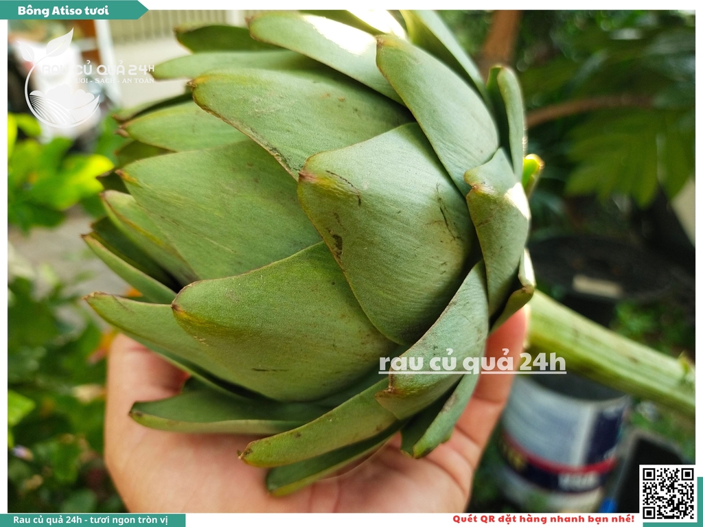 Bông Atiso tươi 1 bông