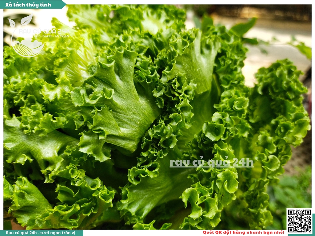 Xà lách thủy tinh
