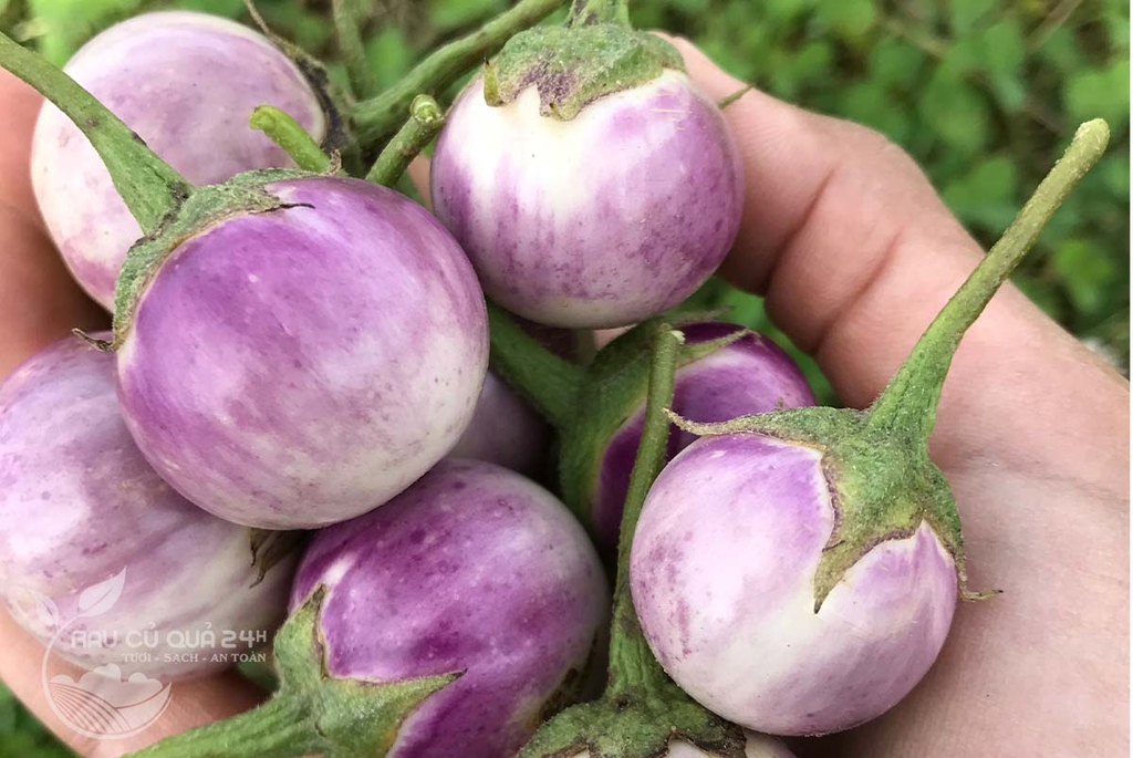 Quả Cà Pháo Tím khoảng 400g