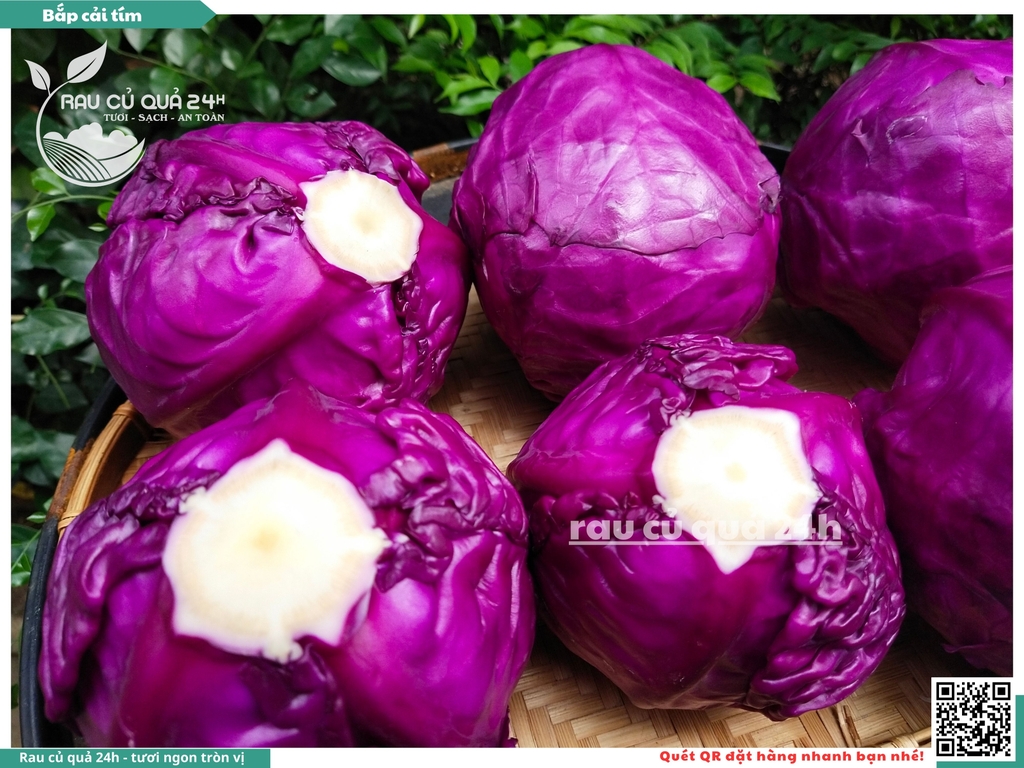 Bắp cải tím - 1 cây