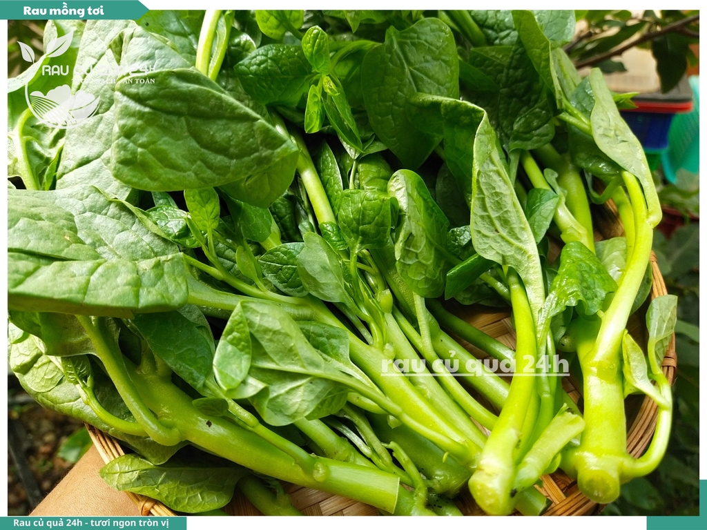 Rau Mồng tơi