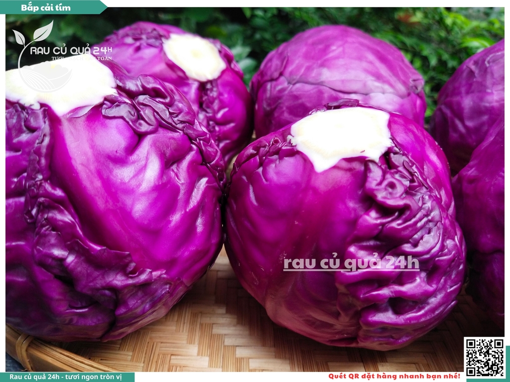 Bắp cải tím - 1 cây