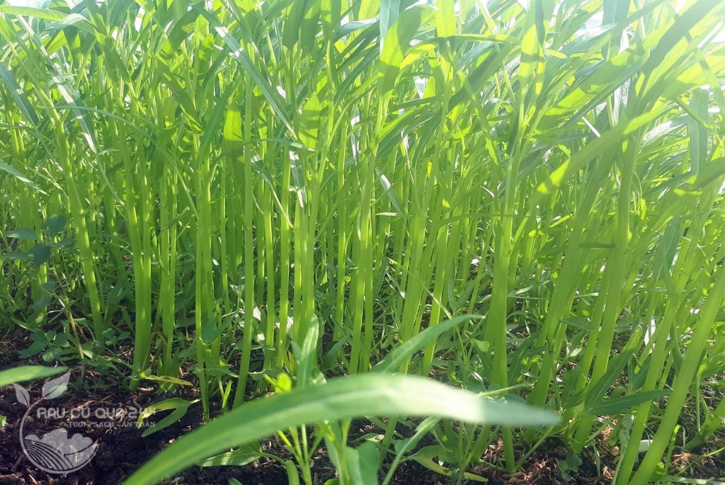 Rau muống hạt - 300gr