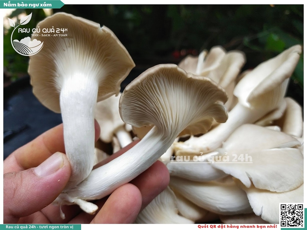 Nấm bào ngư xám khoảng 200g