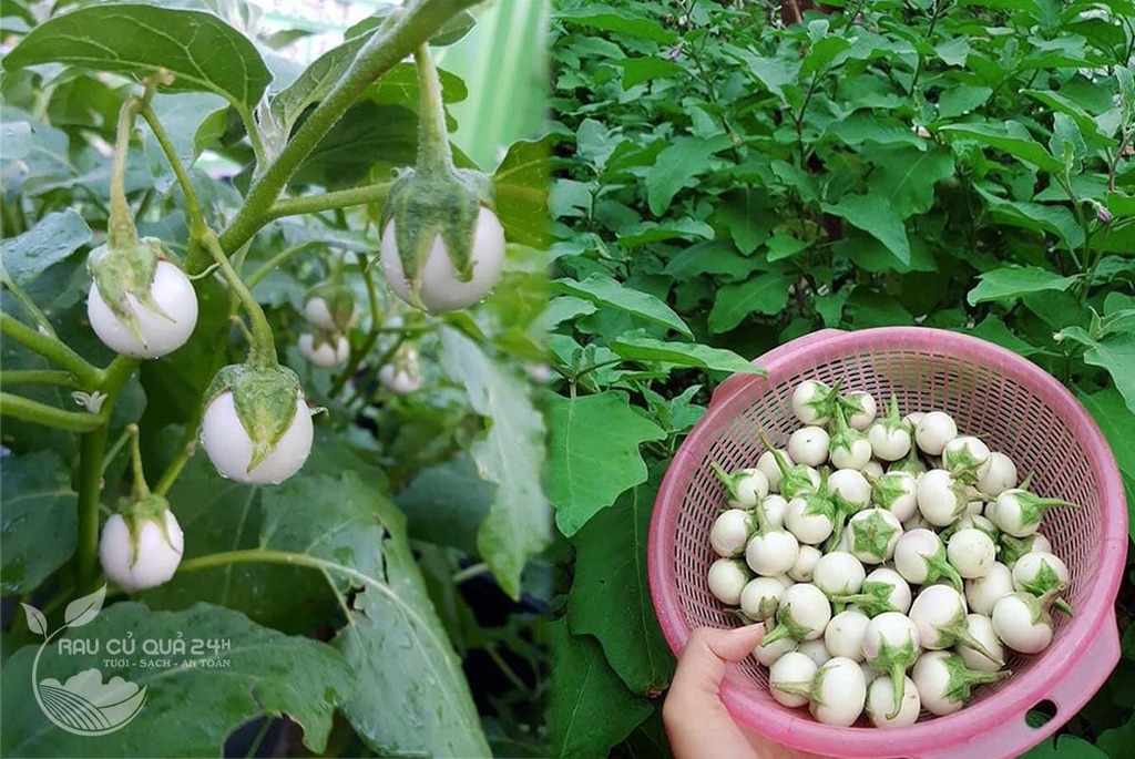 Quả Cà Pháo trắng khoảng 400g