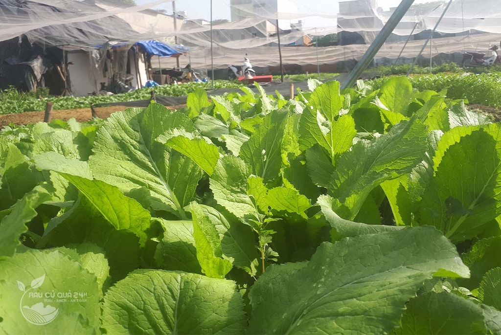 Rau Cải xanh baby 300g