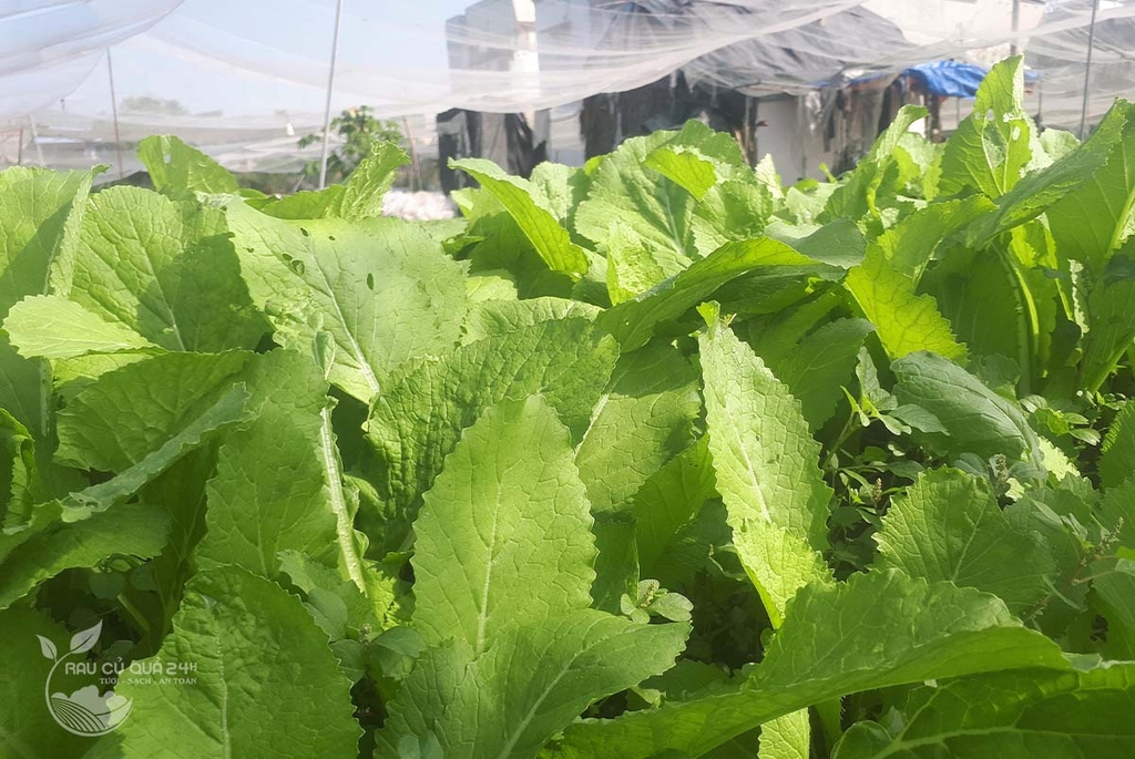 Rau Cải xanh baby 300g