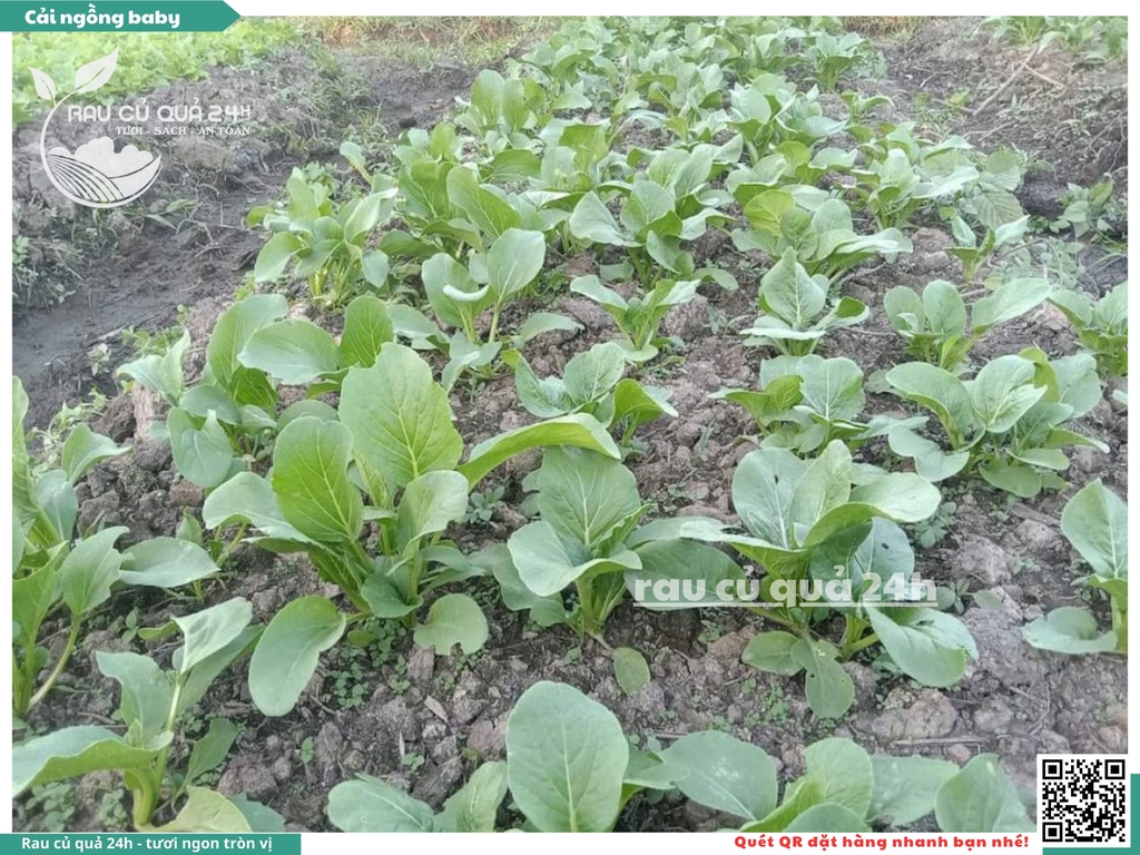 Rau Cải ngồng baby khoảng 300g
