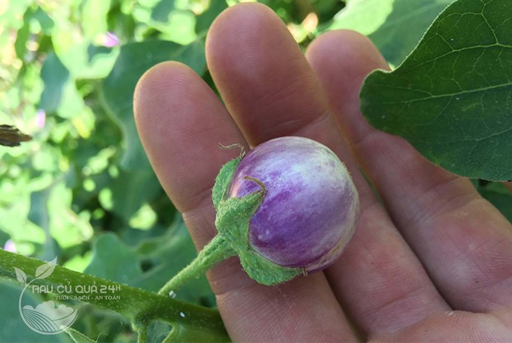 Quả Cà Pháo Tím khoảng 400g