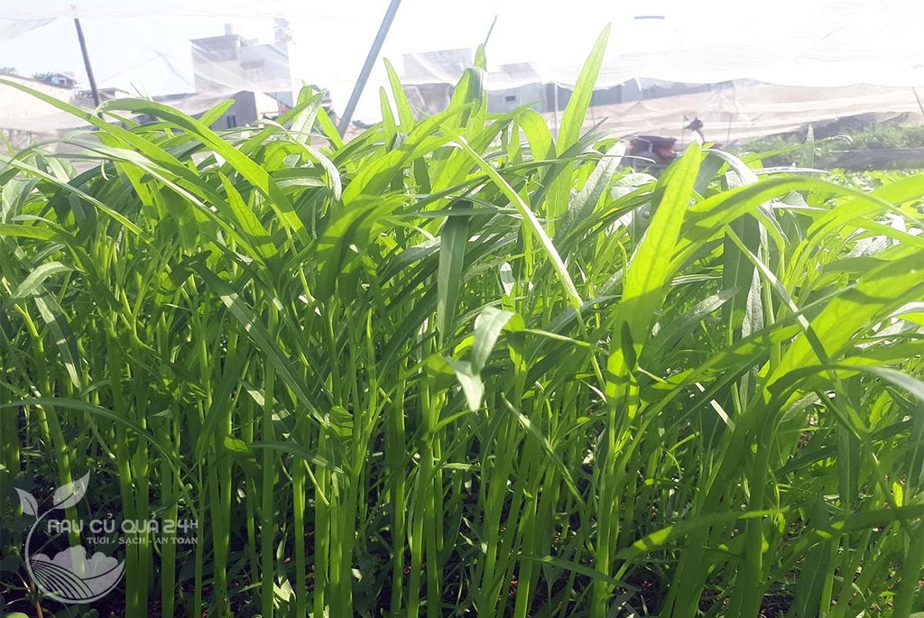 Rau muống hạt - 300gr