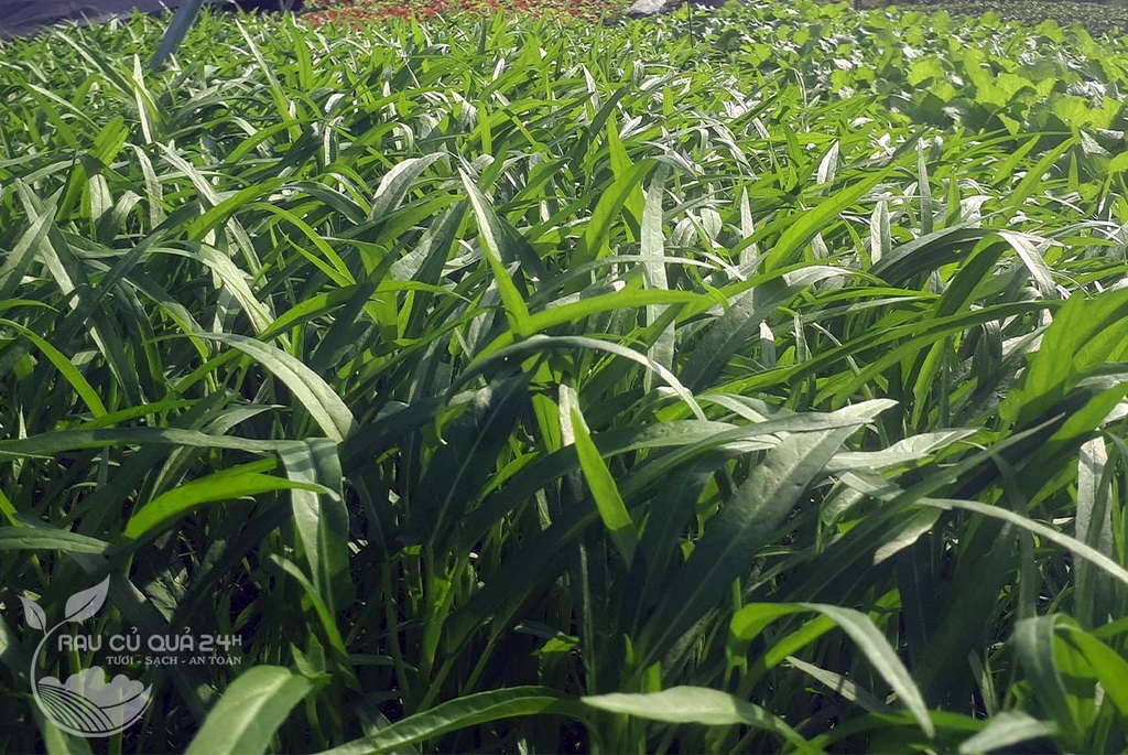 Rau muống hạt - 300gr