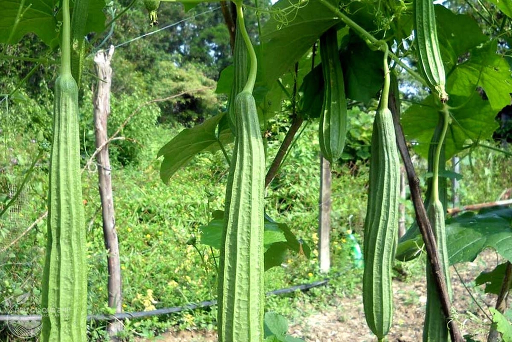 Quả Mướp khía khoảng 450g