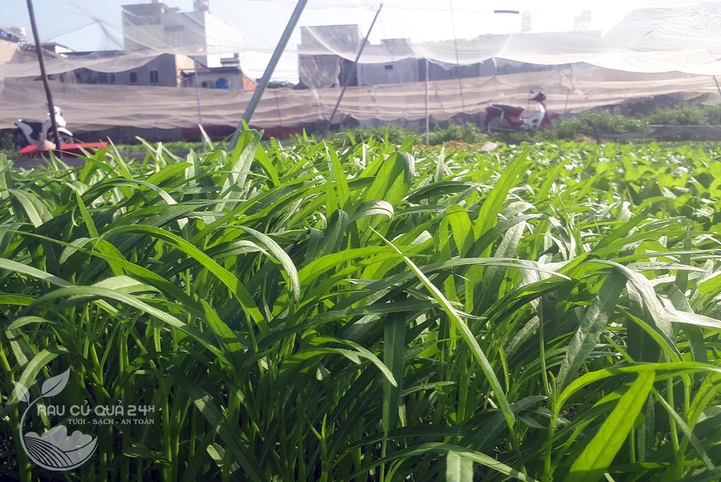 Rau muống hạt - 300gr