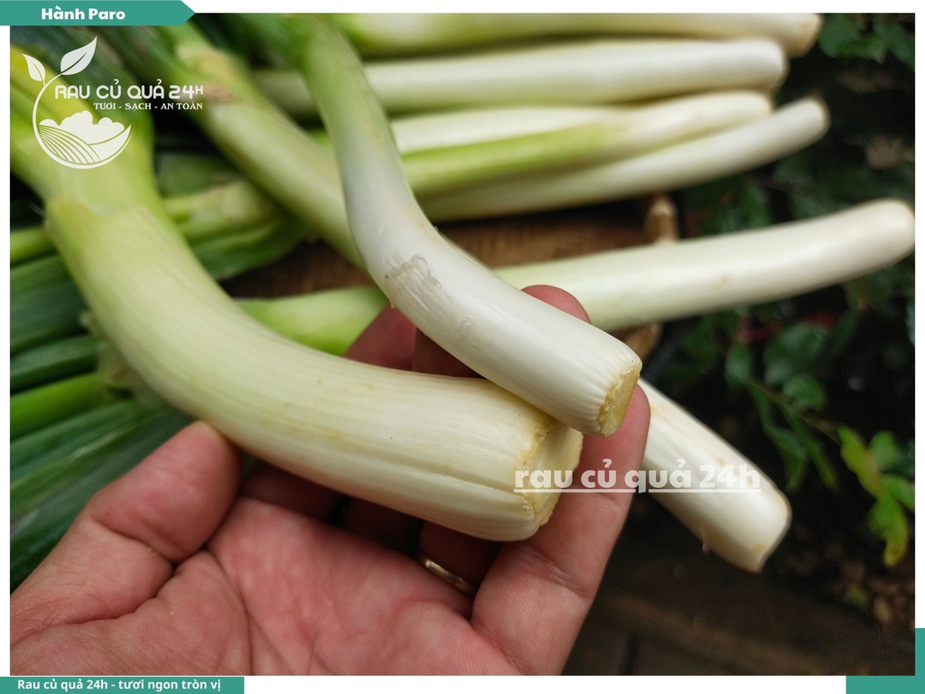 Rau nêm Hành Paro 2 cây khoảng 450g