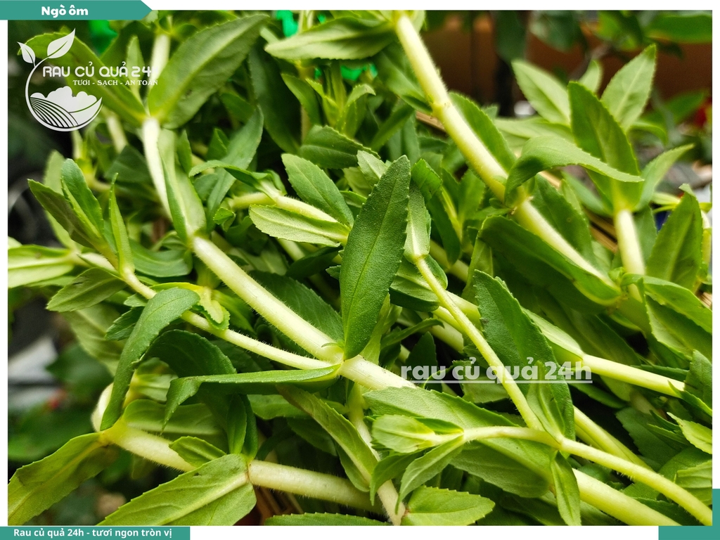 Rau nêm Ngò ôm 65g