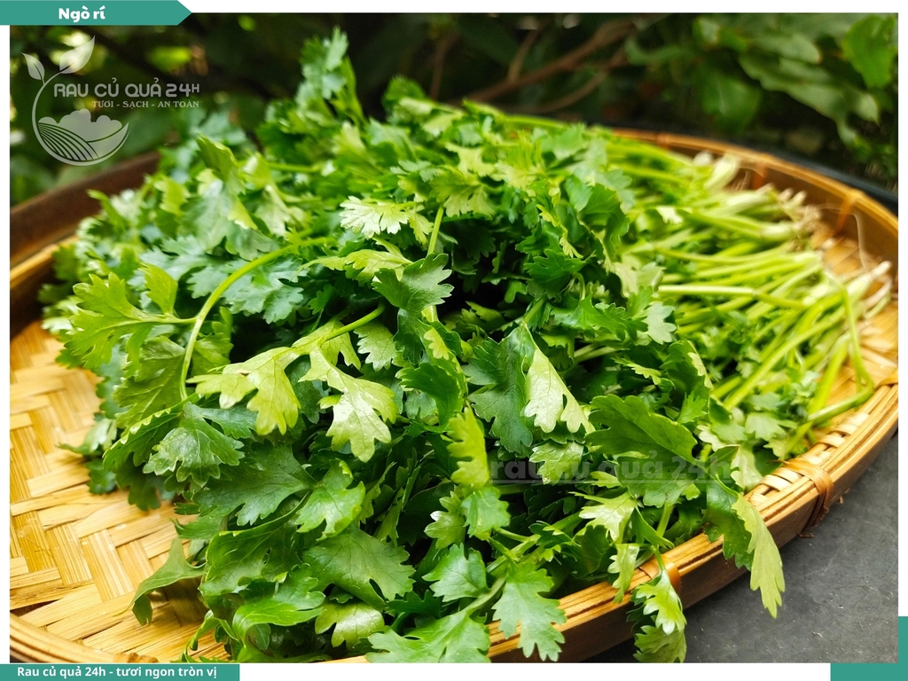 Rau nêm Ngò rí Đà Lạt 65g