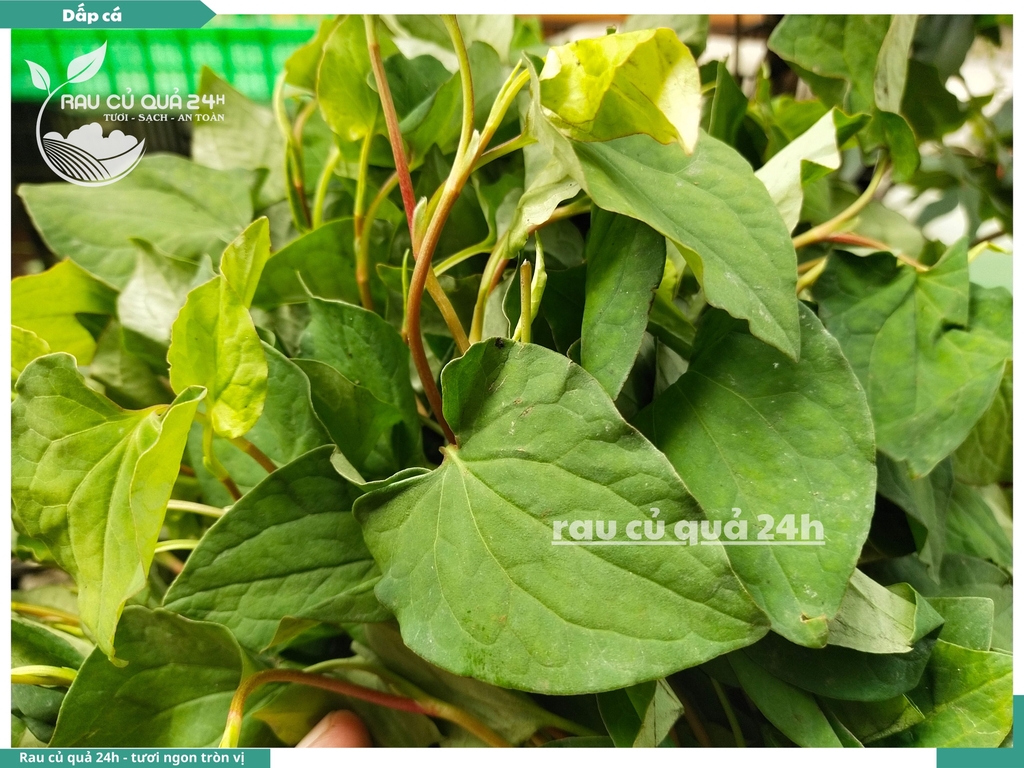 Rau thơm - dấp cá (Diếp cá) 65g