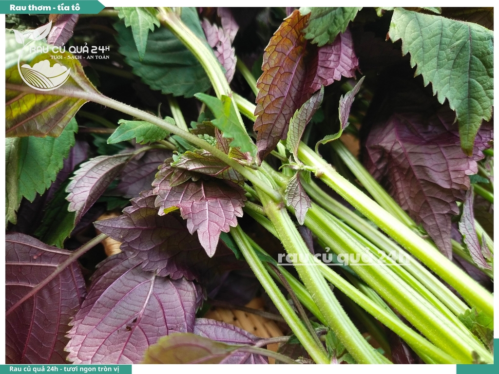 Rau thơm -  Tía tô 65g