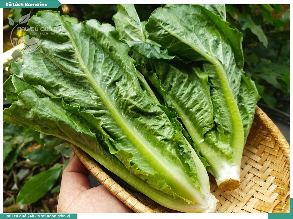 Xà lách Romaine - 250g