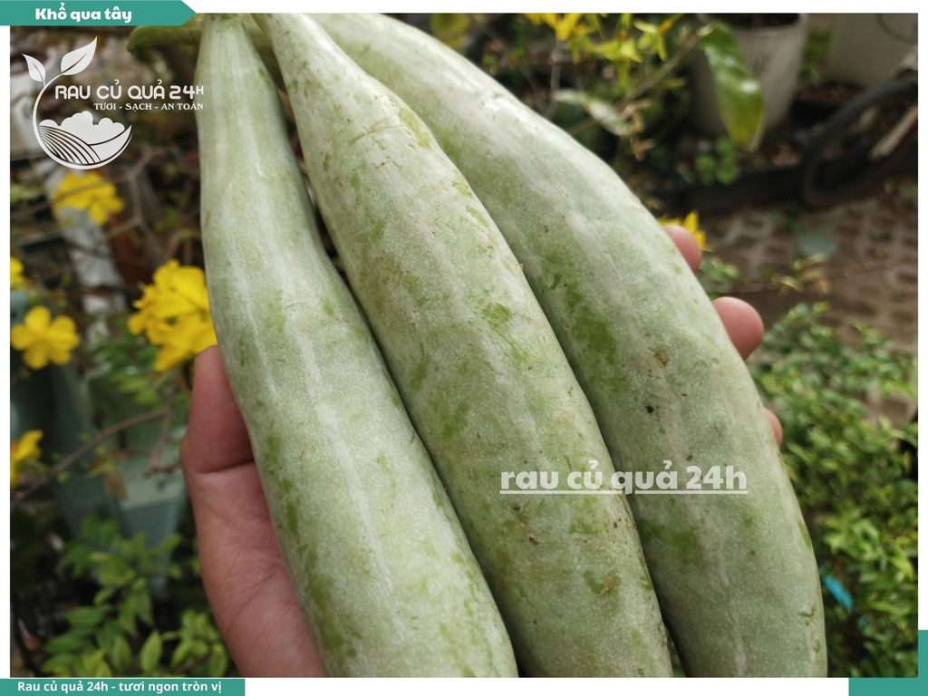 Khổ qua tây 3 quả khoảng 400 - 600g