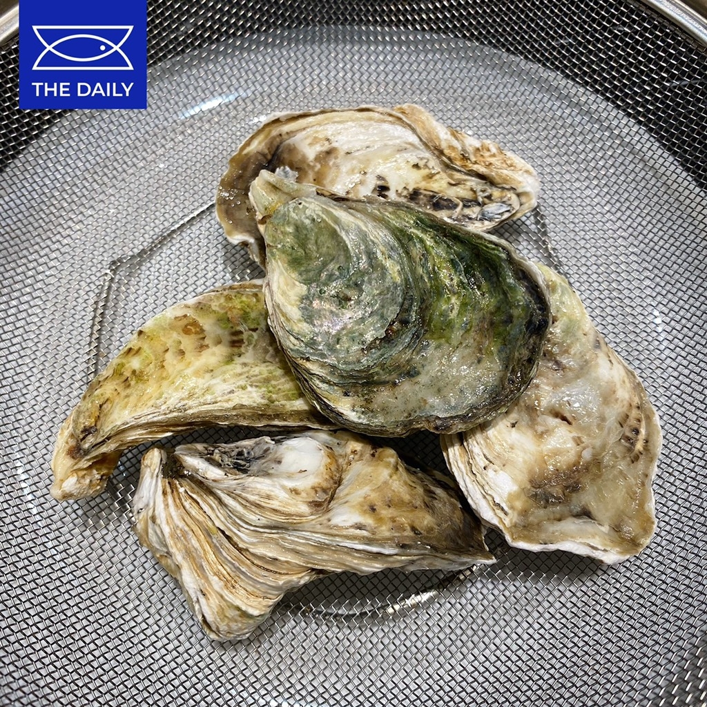 HÀU SỮA PHÁP N3 SIZE 15/17