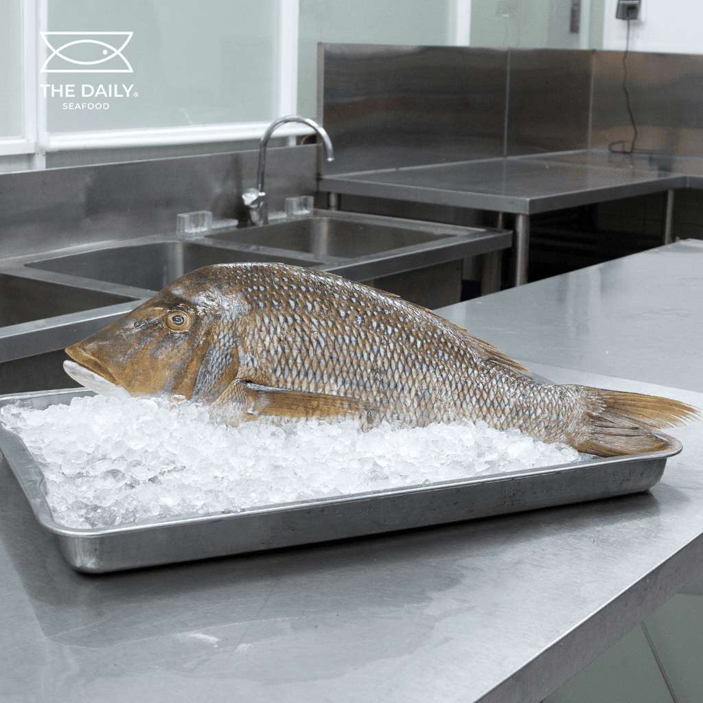 CÁ GÁY XANH SIZE 1000/UP