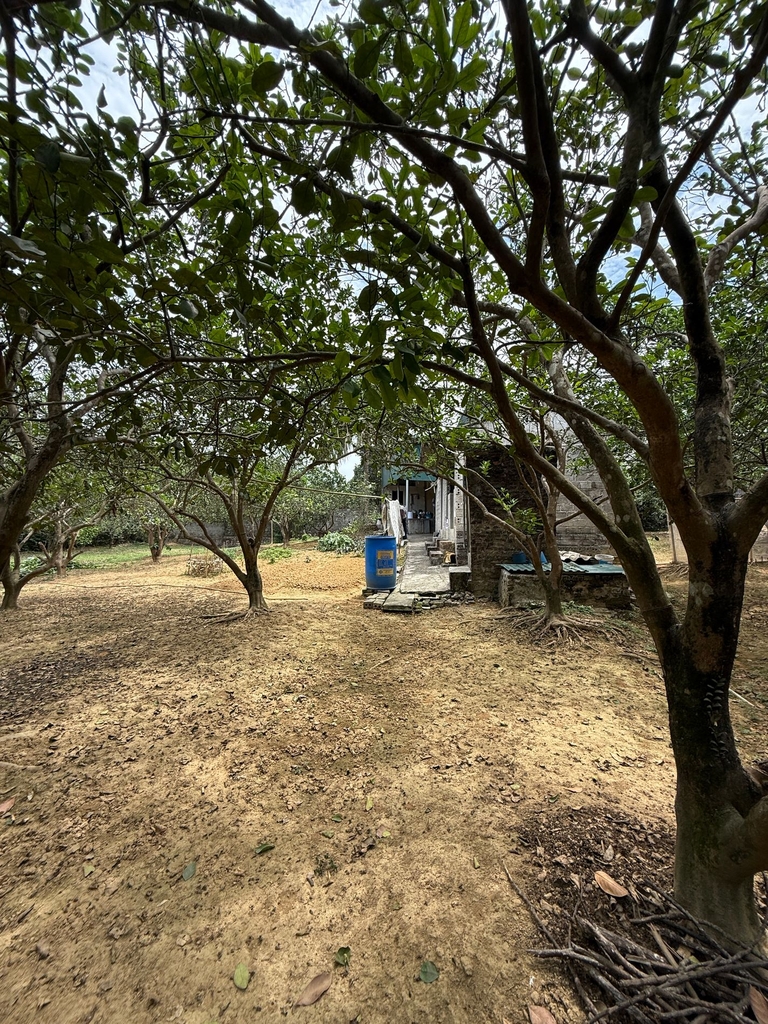 🏡 KHU NGHỈ DƯỠNG RIÊNG 1100M² - THỦY XUÂN TIÊN, CHƯƠNG MỸ | NHÀ VƯỜN + VƯỜN CÂY ĂN TRÁI | KHÔNG KHÍ TRONG LÀNH - GIÁ 8.3 TỶ