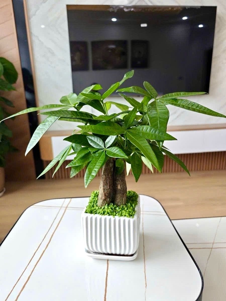 BÁN LÔ GÓC TÒA VIGRACERA XUÂN PHƯƠNG NAM TỪ LIÊM