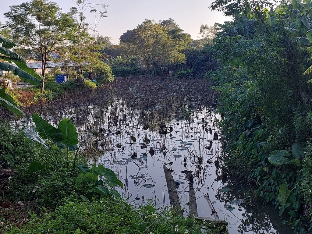 BÁN ĐẤT VIEW HỒ SEN 734.6M² - THÔN 6, THUẦN MỸ, BA VÌ - MẶT TIỀN 16.69M - Ô TÔ TRÁNH - 4.1 TỶ