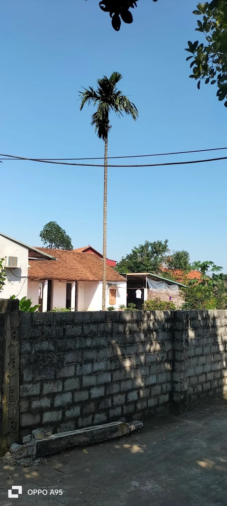 【LÔ ĐẤT PHÂN LÔ VÀNG】 Hoàng Văn Thụ, Chương Mỹ - 704m² - Mặt Tiền 55m - Giá 7.4 Tỷ