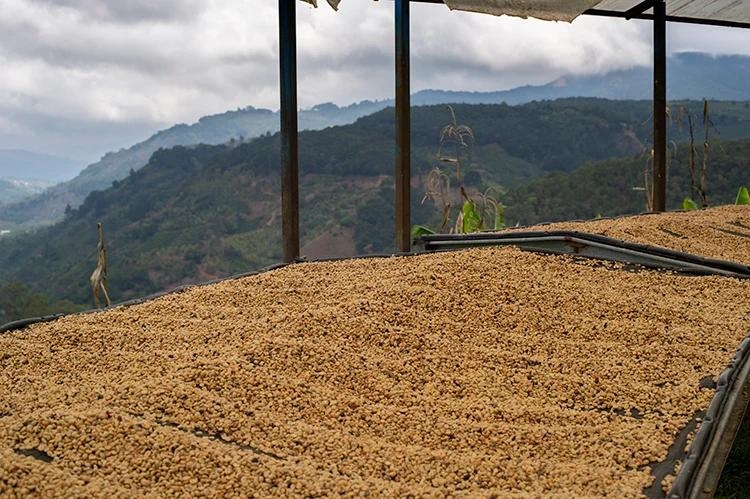 Pink Bourbon Mango Washed – Stupiducks Specialty Coffee ( SSC Roaster)