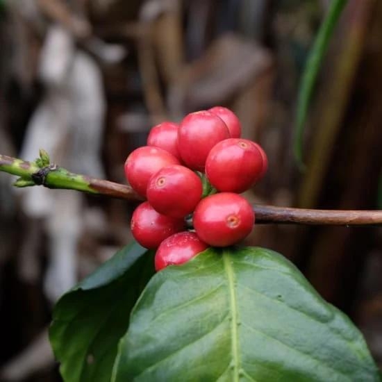 Pink Bourbon Mango Washed – Stupiducks Specialty Coffee ( SSC Roaster)