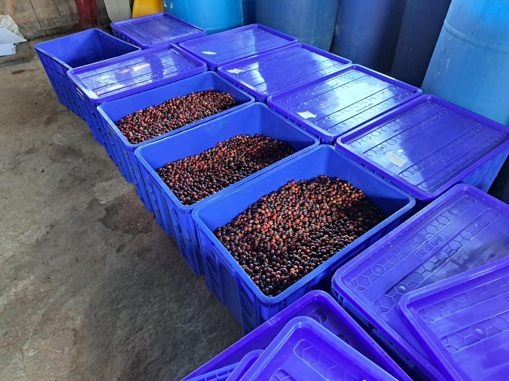 Langbiang Super Natural – Stupiducks Specialty Coffee ( SSC Roaster)