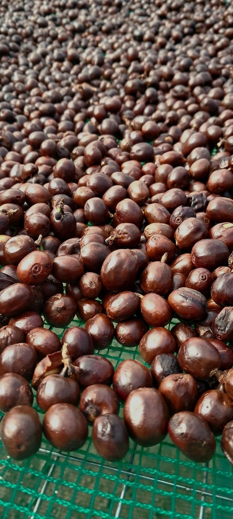 Langbiang Super Natural – Stupiducks Specialty Coffee ( SSC Roaster)