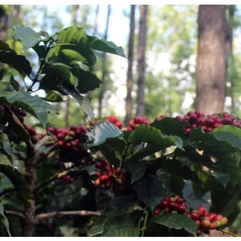 Cà Phê Ấn Độ The Greatest Autumn Culture Blossom - Stupiducks Specialty Coffee ( SSC Roaster)