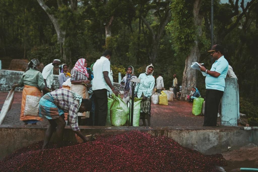 Cà Phê Ấn Độ The Greatest Autumn Culture Blossom - Stupiducks Specialty Coffee ( SSC Roaster)