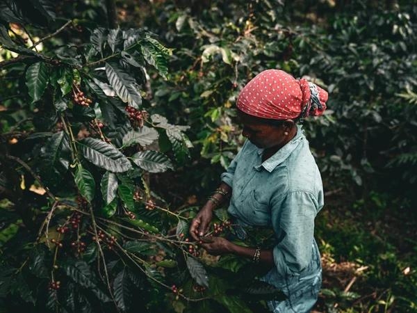 Cà Phê Ấn Độ The Greatest Autumn Culture Blossom - Stupiducks Specialty Coffee ( SSC Roaster)