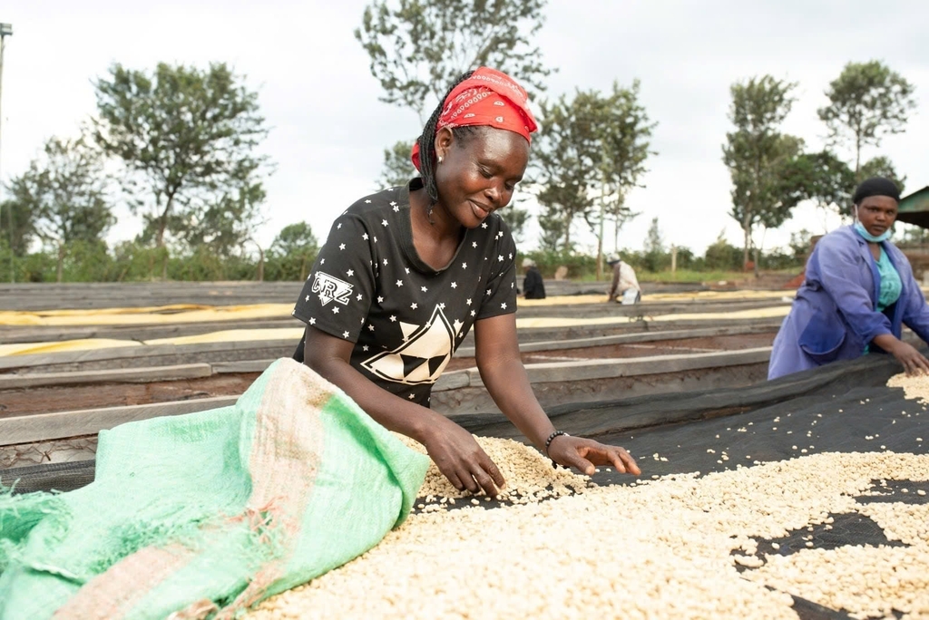 Kenya AA Plus Mount Kenya - Stupiducks Specialty Coffee ( SSC Roaster)