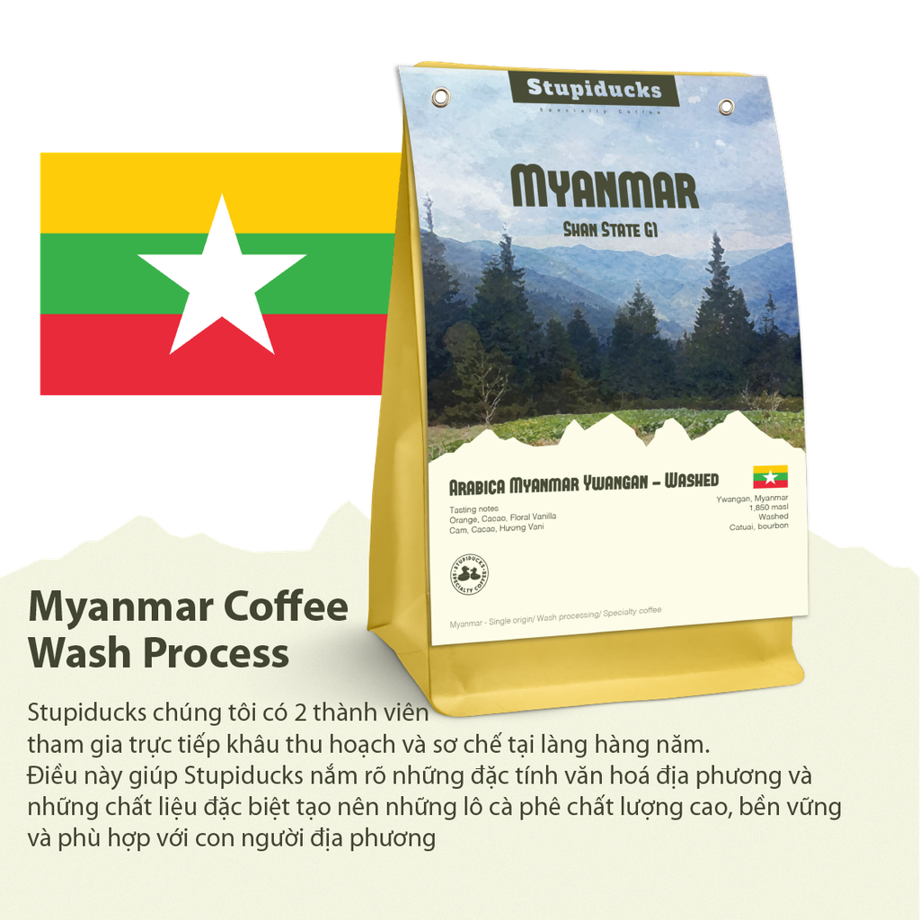 Arabica Myanmar Ywangan Shan State Wash Process G1 - Stupiducks Specialty Coffee (SSC Roaster)