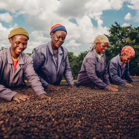 Kenya Coffee - Country Blend Series - Stupiducks Specialty Coffee (SSC)