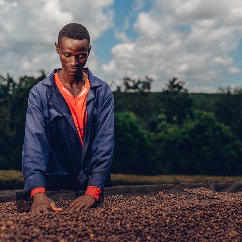 Kenya Coffee - Country Blend Series - Stupiducks Specialty Coffee (SSC)