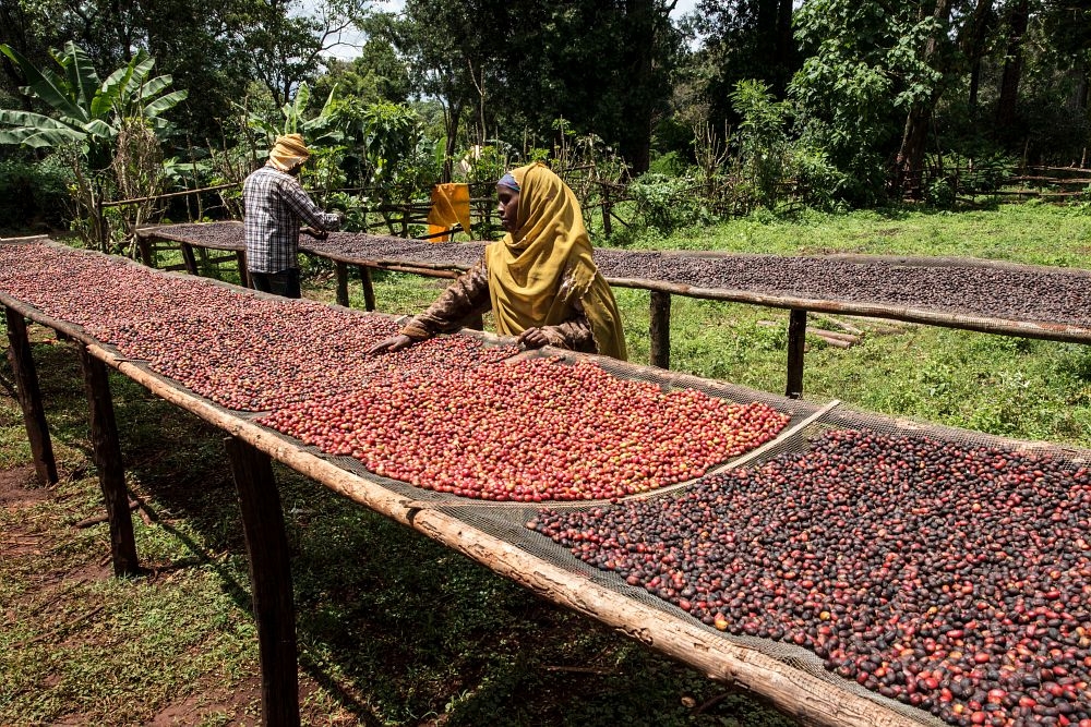 Cà Phê Nhân Xanh QB Kenya Othaya FCS Kiaguthu Factory AA Natural