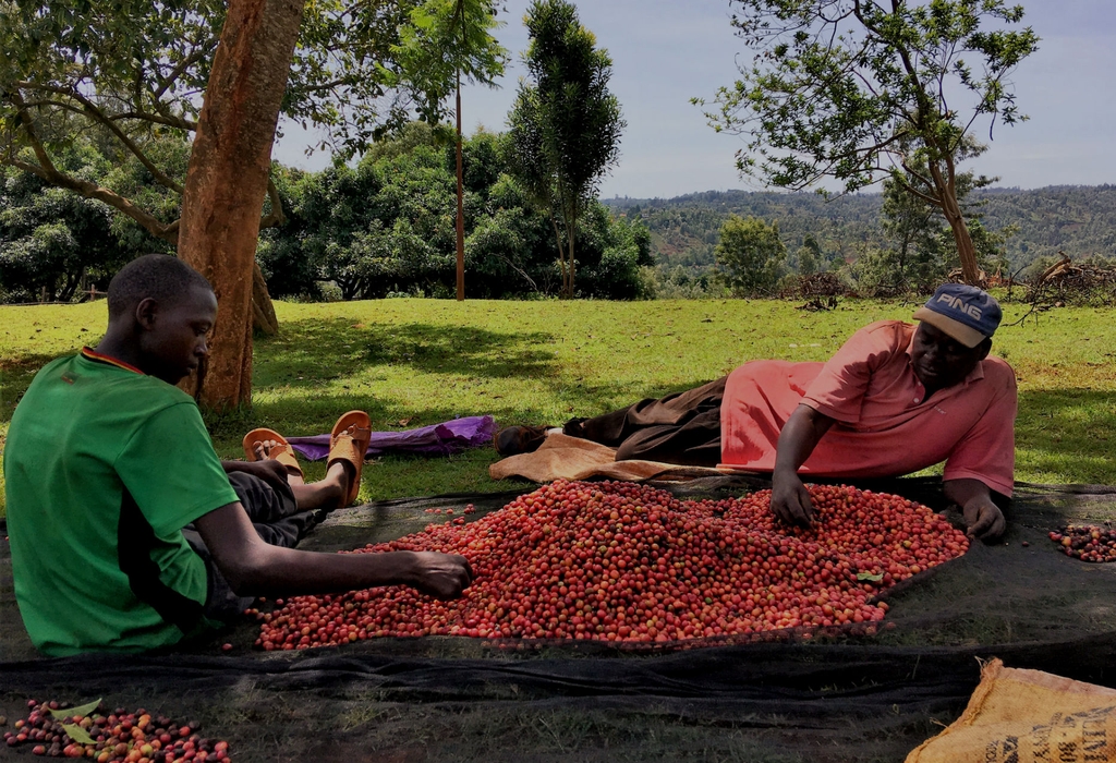 Peach & Orange Mars ( Tuesday) - Stupiducks Specialty Coffee ( SSC Roaster)