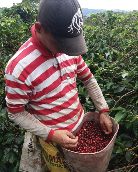 Indigo Freya Vanilla & Whisky ( Friday) - Stupiducks Specialty Coffee ( SSC Roaster)